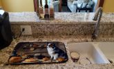 Australian Shepherd Fall Kitchen Pumpkins Dish Drying Mat Absorbent Dish Drying Mat Pad for Kitchen Counter Dish Drainer Mat for Countertop, 14 x 21"