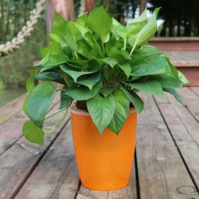 Strongwell Nordic Hydroponics Flower Pot Fairy Garden (Option: Orange-18)